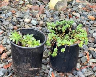 164 Small7SucculentsinPlasticContainer