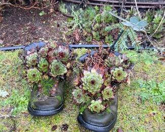 124 OldBootSucculentPlanters