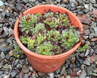 155 Medium10SucculentsinPlasticPot