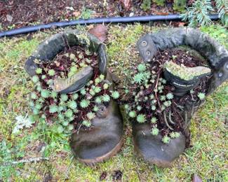 125 OldBootSucculentPlanters