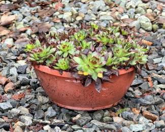 151 Medium6SucculentsinPlasticPot