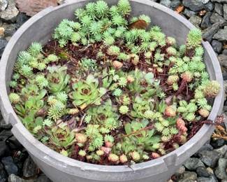 165 Medium7SucculentsinPlasticPots
