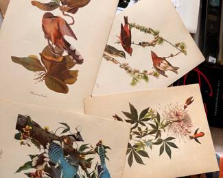 Collection of unframed bird prints 