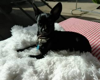 Lodi wants to see all the nice people! :)