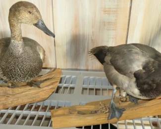 Taxidermy Duck Mounts on Driftwood