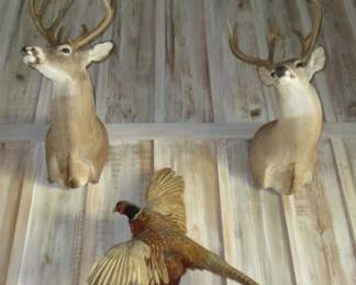 Taxidermy Whtie-Tailed Deer Mounts and Ring-Necked Pheasant Mounts 