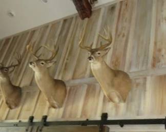 Large Collection of Whitetail Deer Taxidermy Shoulder Mounts  