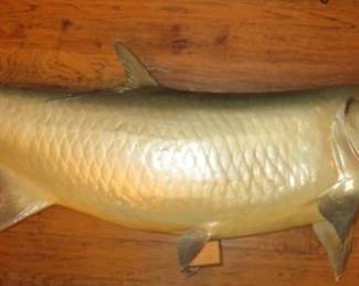 6' 8" 168 Lbs. Tarpon Taxidermy Fish Mount Caught off Punta Gorda, Florida, Aboard the "Miss Bavarian" August 31, 1964 