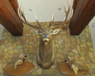 Large Taxidermy Bull Elk Head Shoulder Mount, Pair of Ring-Necked Pheasant Taxidermy Wall Mounts