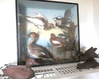 Victorian-Era Cased Taxidermy Duck and Waterfowl Display Newfoundland, 1894 A.E.W. 