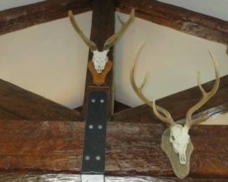 Deer Skull Antler Mounts