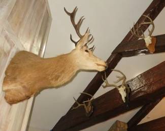 Large Taxidermy Fallow Deer Shoulder Mount