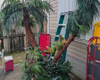 **Available For Pre Sale** Potted Palm Tree $145