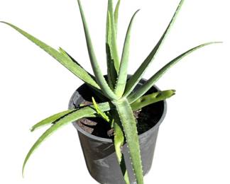 LIVE Aloe Vera Potted Plant 