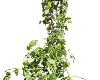 LIVE Hanging Pothos Plant 