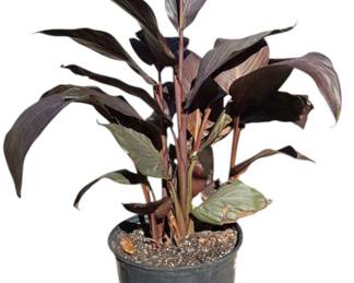 LIVE 3 Gallon Black Canna Plant 