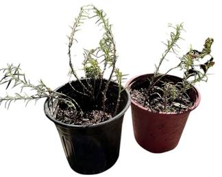 Two LIVE Rosemary Plants 