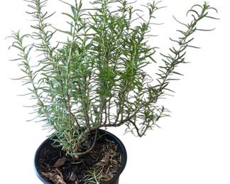 LIVE Rosemary Plant 