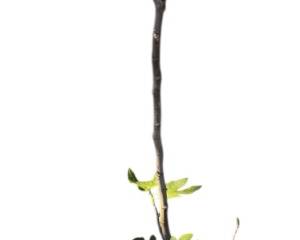 LIVE Potted Fig Tree 