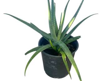 Large LIVE Aloe Vera Plant 