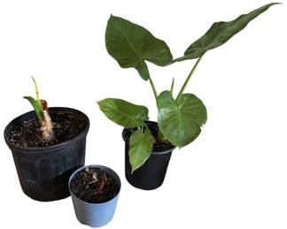 Three LIVE Potted Elephant Ears 
