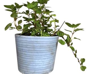 LIVE Mint Herb Plant 