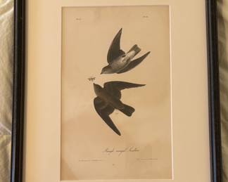Rough Winged Swallow by JJ Audubon  - Birds of America