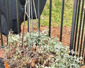 LARGE POTTED IVY WITH WROUGHT IRON TRELLIS ON PLANTER FEET
