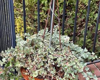 LARGE POTTED IVY WITH WROUGHT IRON TRELLIS ON PLANTER FEET