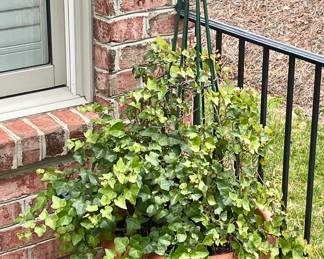 LARGE POTTED IVY WITH WROUGHT IRON TRELLIS ON PLANTER FEET