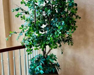 1 of 2 matching 6' trees and planters