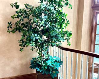 1 of 2 matching 6' trees and planters