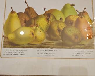 Louis Van Houtteanos c.1850 chromolithograph, from Flore des Serres et des Jardins de l’Europe,