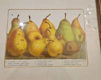 Louis Van Houtteanos c.1850 chromolithograph, from Flore des Serres et des Jardins de l’Europe,