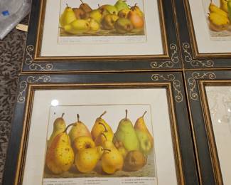 Louis Van Houtteanos c.1850 chromolithograph, from Flore des Serres et des Jardins de l’Europe,