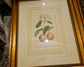 Plums by William Mackenzie, fine art botanical print from 1870