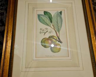 Stunning framed fruit, plums by William Mackenzie 1870