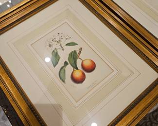 Louis Van Houtteanos c.1850 chromolithograph, from Flore des Serres et des Jardins de l’Europe,