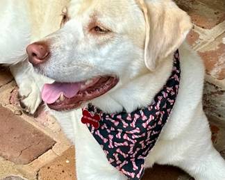 Chauncey - he ain't for sale but he'll eat your scrap food at no charge...