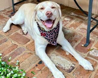 Chauncey - he's still not for sale...