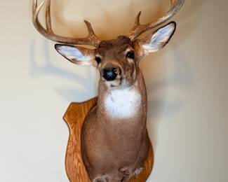 8 Point Taxidermy Deer