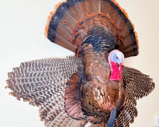 Taxidermy Turkey