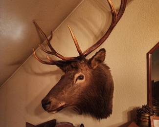 5 point Elk mount