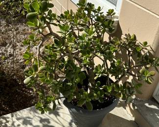 Jade (rubber) plant - large