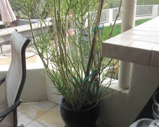 Large Variety of Potted Plants Available