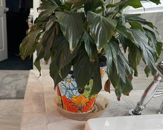 plant with colorful pot