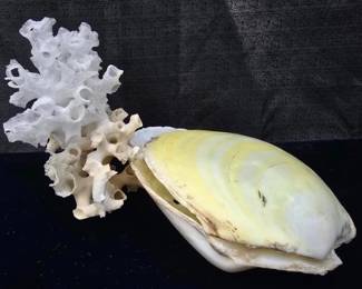 Clam base with coral