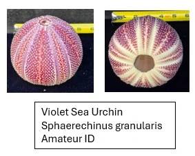Violet Sea Urchin