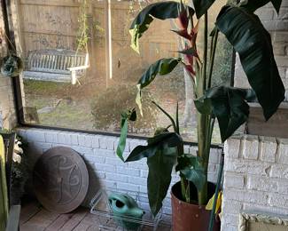 Silk bird of paradise plant