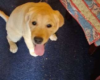 Our mascot is not for sale!